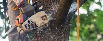 How Our Tree Care Process Works  in  Ozark, MO