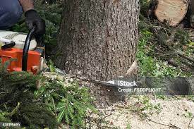 Best Tree Removal  in Ozark, MO