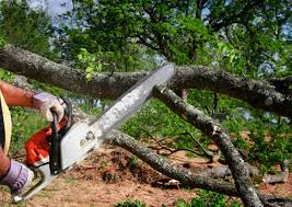 Best Stump Grinding and Removal  in Ozark, MO