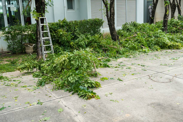 Best Emergency Tree Removal  in Ozark, MO