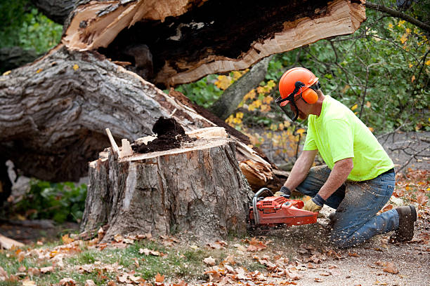 Best Leaf Removal  in Ozark, MO