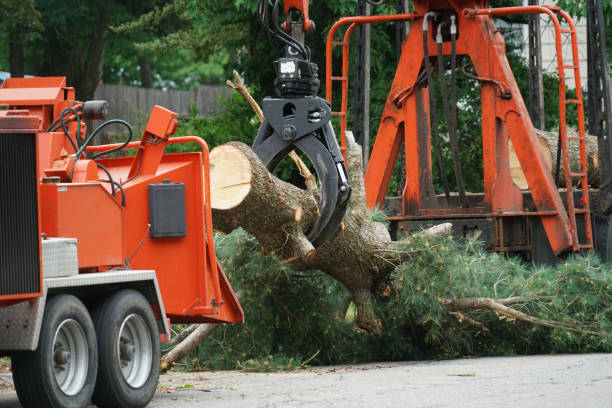 Best Root Management and Removal  in Ozark, MO