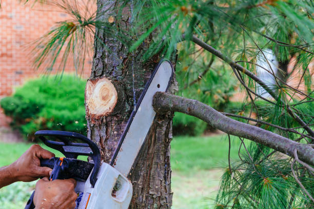 Best Tree Maintenance Programs  in Ozark, MO